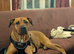 Wanted Stud for my Female Rottweiler X Mastiff/Staffy