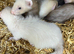 Baby ferrets