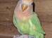 Love bird