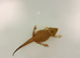 Bearded dragon