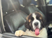 KC reg Saint Bernard girl