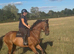 Striking 16.2 12yr gelding