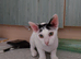 Lovely Kitten MIMI