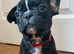 French Bulldog Puppies for Sale