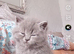 British shorthair/persian