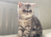 Ready Now . Gorgeous GCCF registered kittens from Champions parents