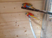Neophema splendida