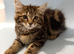 Cute kittens are looking for a new home and a loving family.