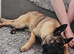 Belgian malinois bitch 6mths old