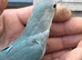 Baby lovebird