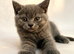 DNA health tested BSH kittens