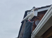 Racing pigeons  baby