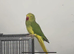 Indian Ringneck Rare Colour 5-6 Months Old