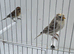 BEAUTIFUL PROVEN PAIR OF REDPOLLS MUTATION COLOURS