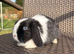 Pure bred Mini lops