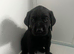 Beautiful KC Labrador Puppies