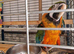 Harlequin macaw
