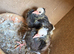 Fancy pigeons available