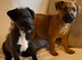 Traditional jack Russell puppies