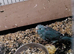 Female Blue Kakariki