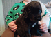 6 Frenchie x Sprocker pups