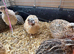 Beautiful Quail Boys - Various Colours