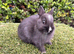 Baby Netherland dwarf rabbits ready to leave