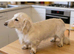 clear cream miniature dachshund stud