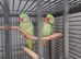 Bonded Breeding Pair Alexandrines