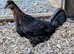 Chickens Pol available
