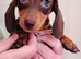 Beautiful miniature dachshund puppies