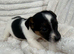 4 Jack Russel Puppy’s