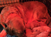 Gorgeous Goldador Puppies