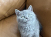 Pure British shorthair kittens