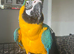 Blue & gold macaw