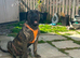 American bulldog pups ready to leave home