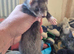 Ferrets for sale