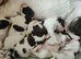 Springer/sprocker pups