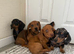 miniature dachshund