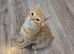 Pixie bob mixed kittens
