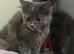Blue tortie sepia ragdoll kittens females teady now