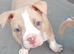 American Bully Pocket