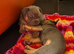 3 super cute very handsome boys. Kc reg payment plan option