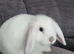 Mini lop