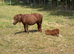 Shetland mare