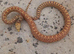 Bullsnake, Stillwater Hypo Poss Het Axanthic (Ghost) – CB 2025