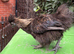 Stunning Pair of Silkies - Rare Partridge & Black Bantam Cockerels!
