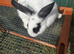 rabbits