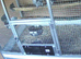 Pair of african greys