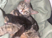 3 beautiful kittens looking for their homes